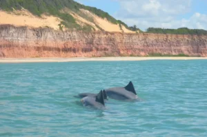 delfines-en-pipa golfinhos 02